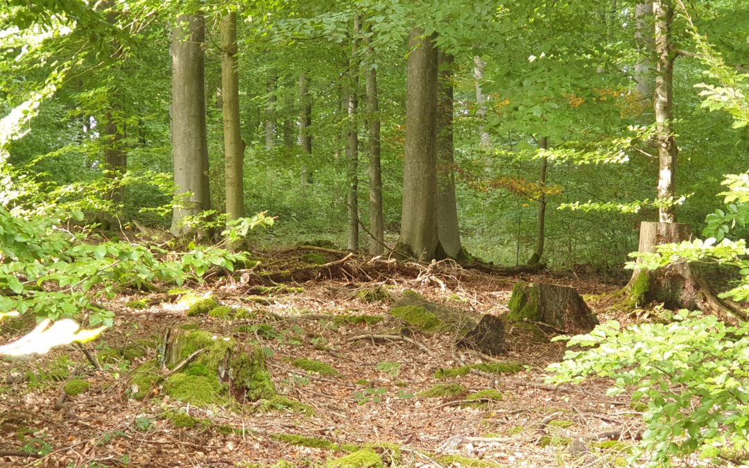 Dachsenhäuser Waldtag