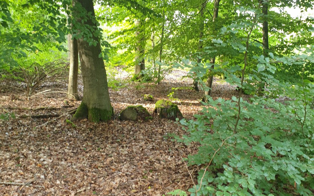 1. Dachsenhäuser Waldtag