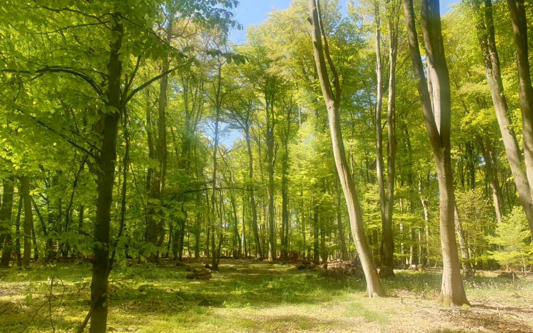Waldspaziergang zum Thema „Europäische Wildkatze“